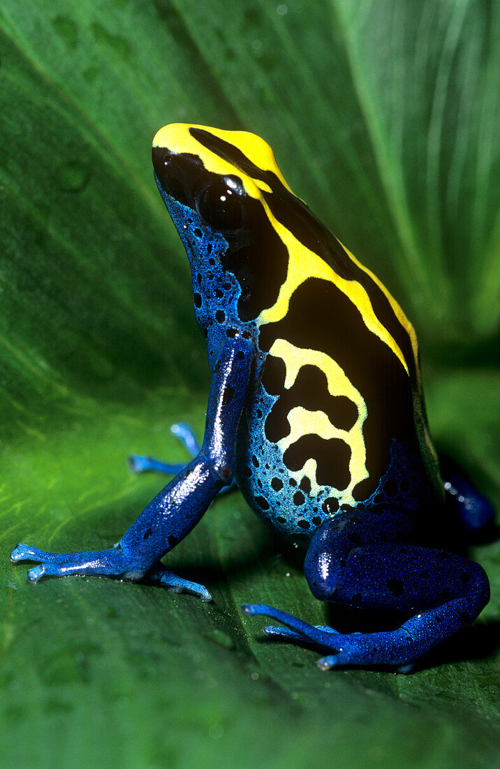 Dyeing poison frog