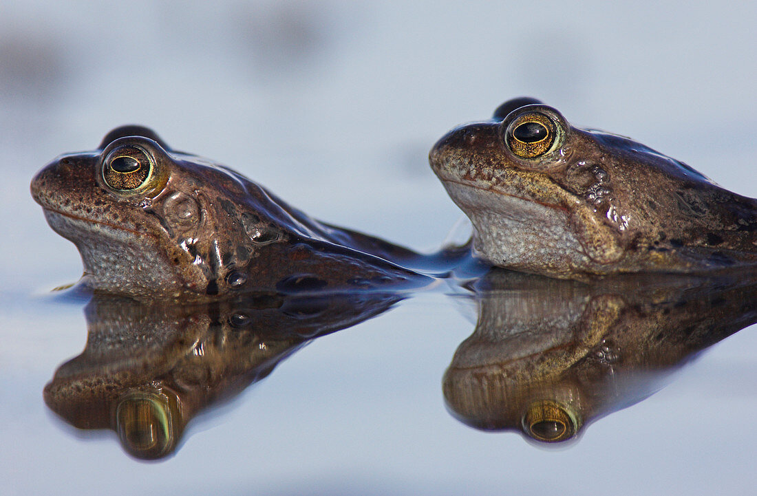 Common frogs spawning