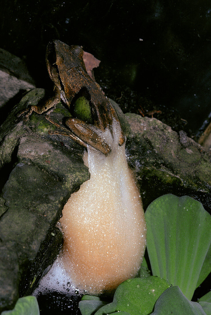 Female foam nest tree frog