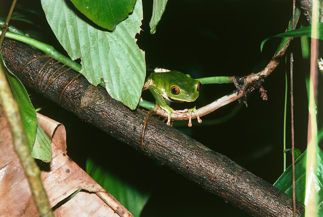 Trinidad leaf frog