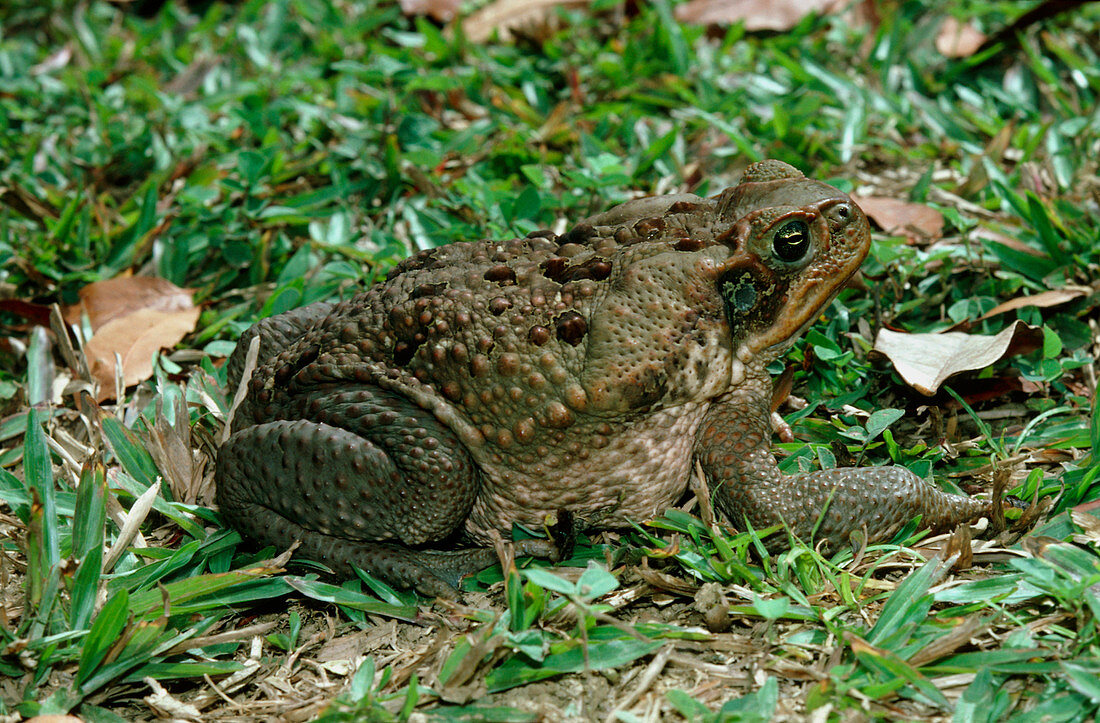 Giant toad
