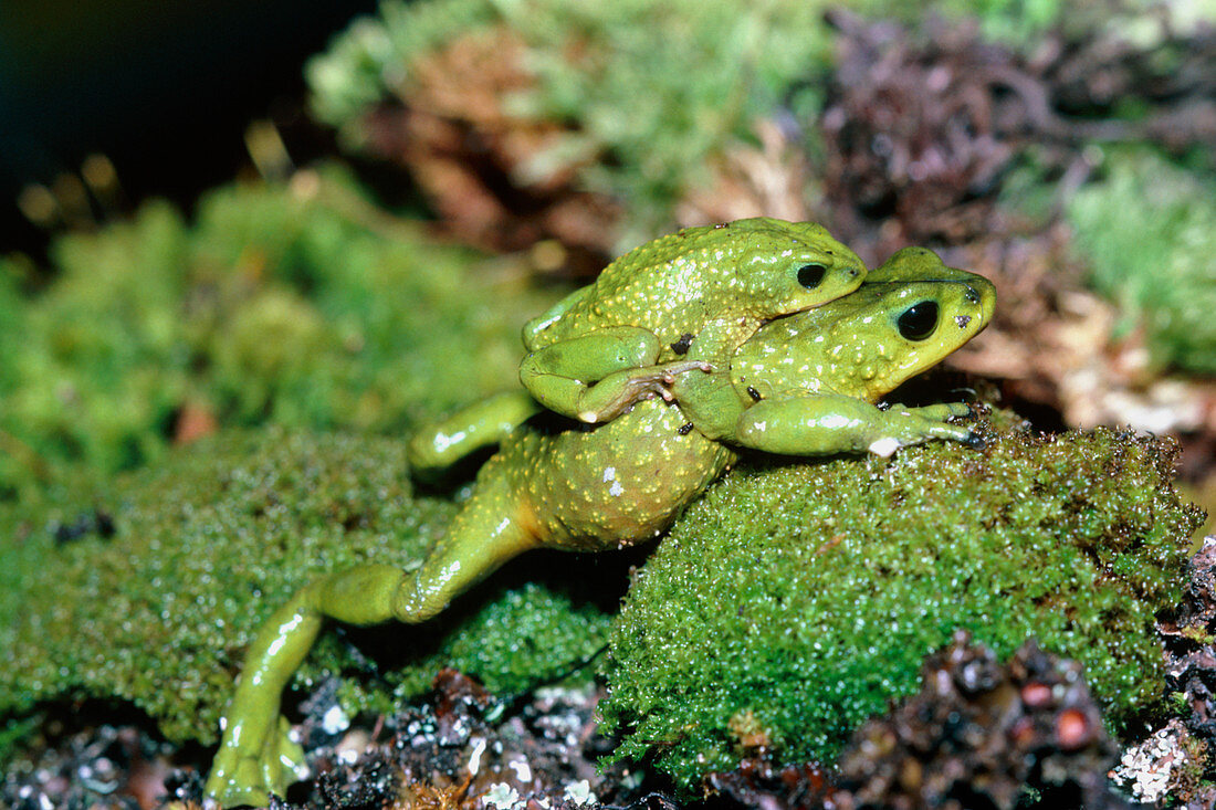 Mating Atelopus frogs