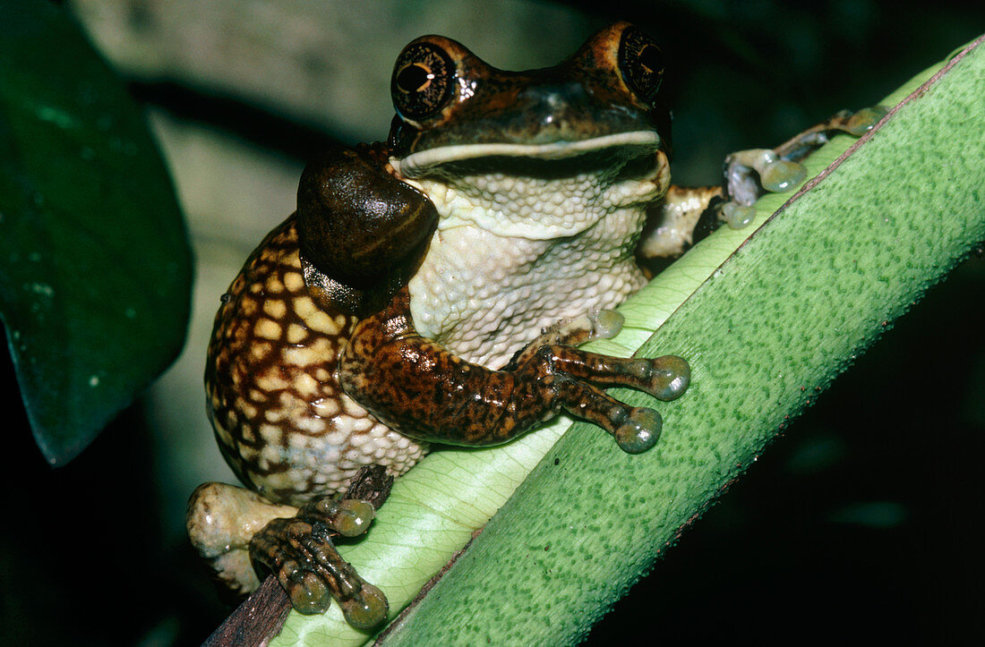Toad tree frog