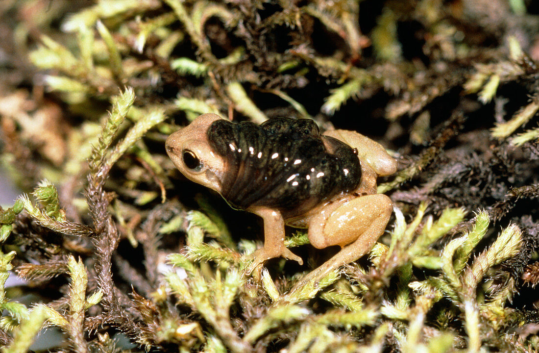 Colostethus,a male frog carrying tadpoles on back