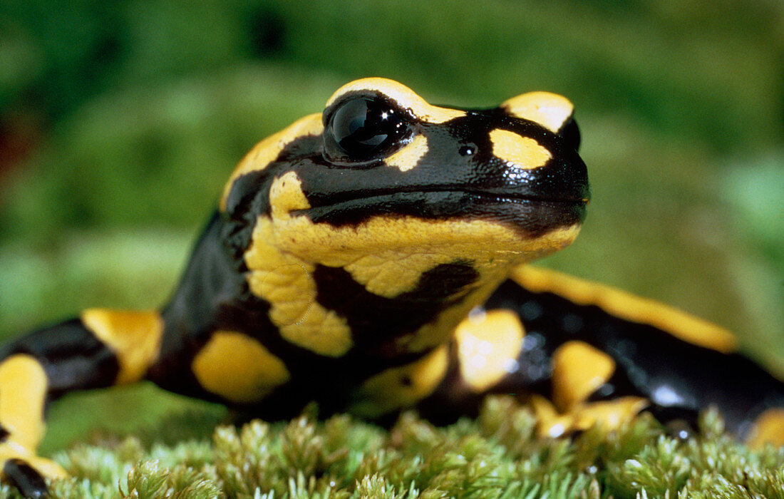 European salamander