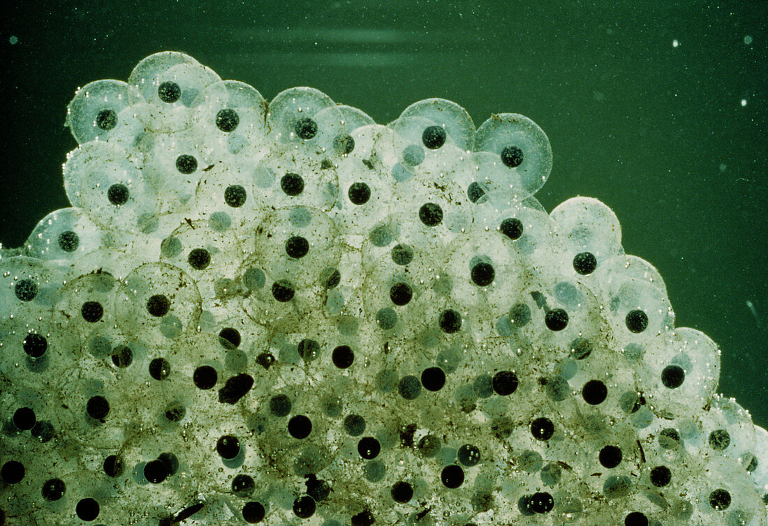 Macrophoto of a mass of newly-laid frog spawn