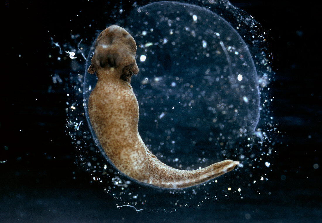 Young tadpole embryo inside its transparent egg