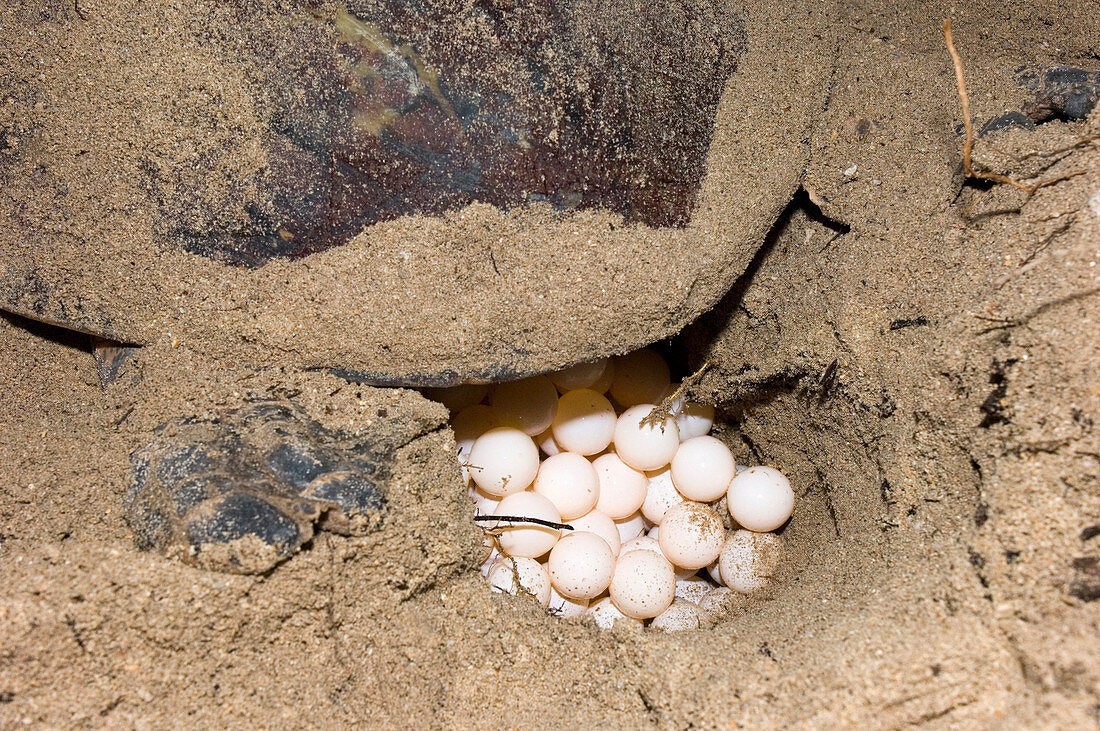 Hawksbill turtle