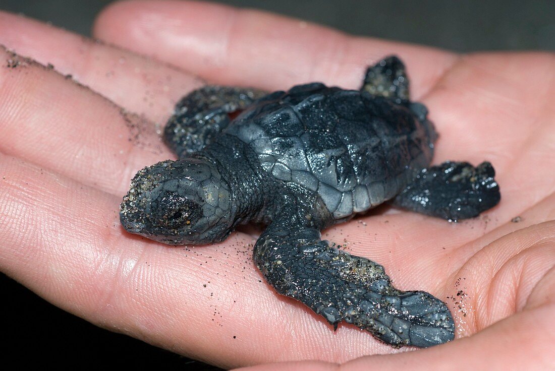 Olive Ridley turtle hatchling on a hand