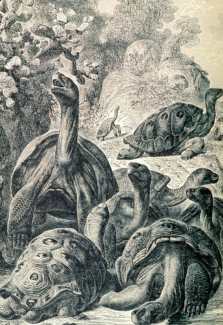 19th century engraving of Galapagos tortoises
