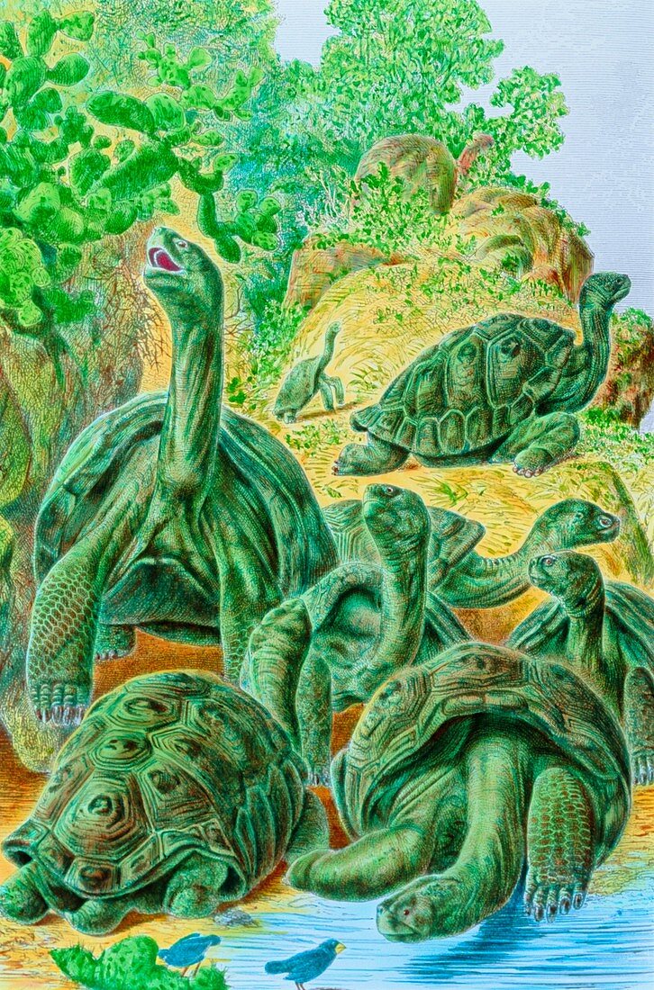 Colour 19 century engraving of Galapagos tortoises