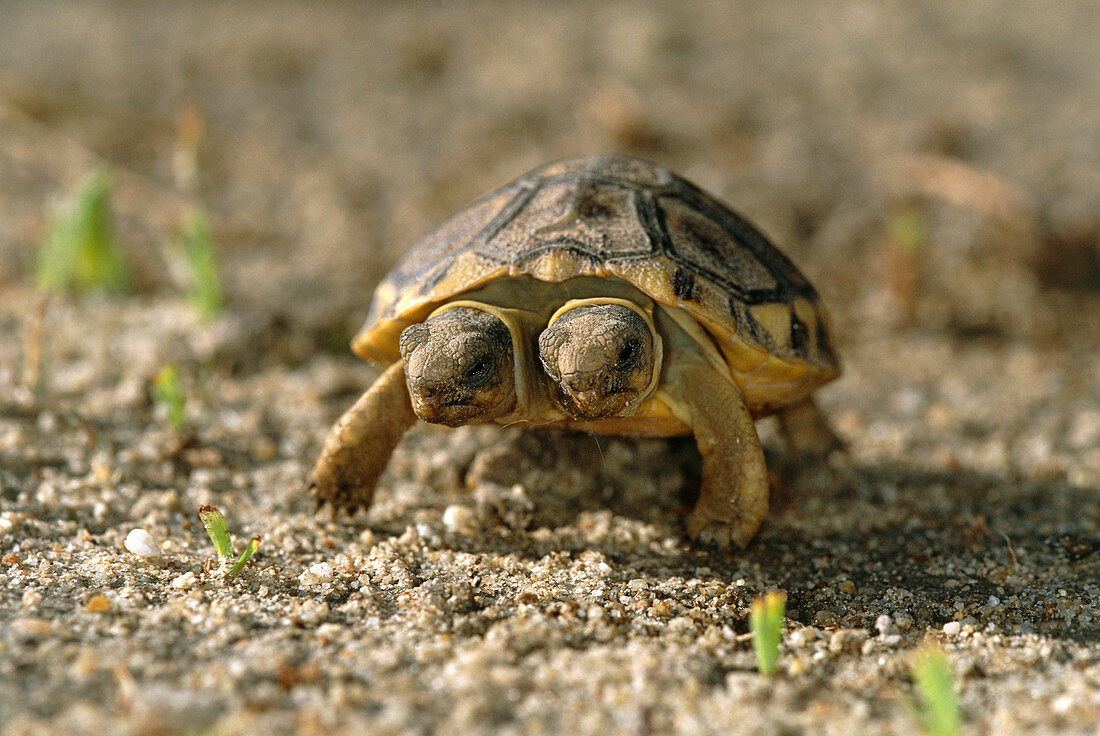 Two-headed tortoise