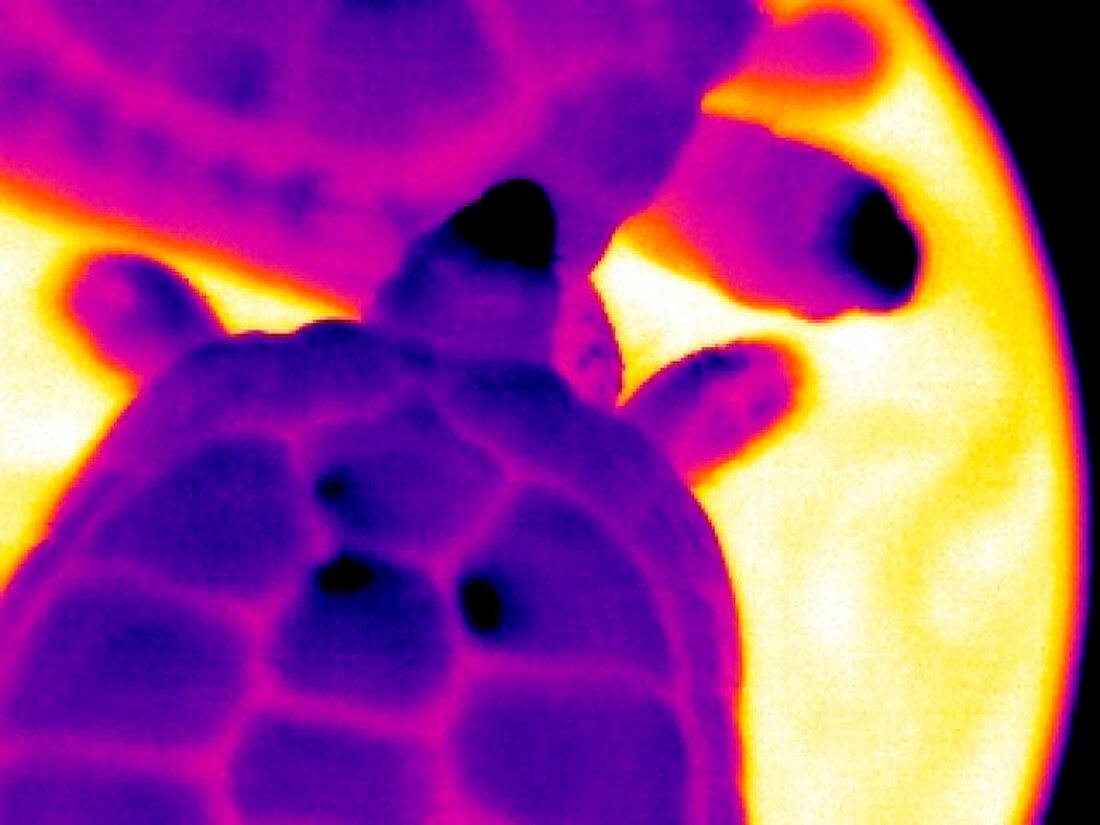 Tortoises,thermogram