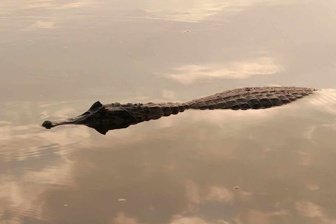Spectacled caiman in water