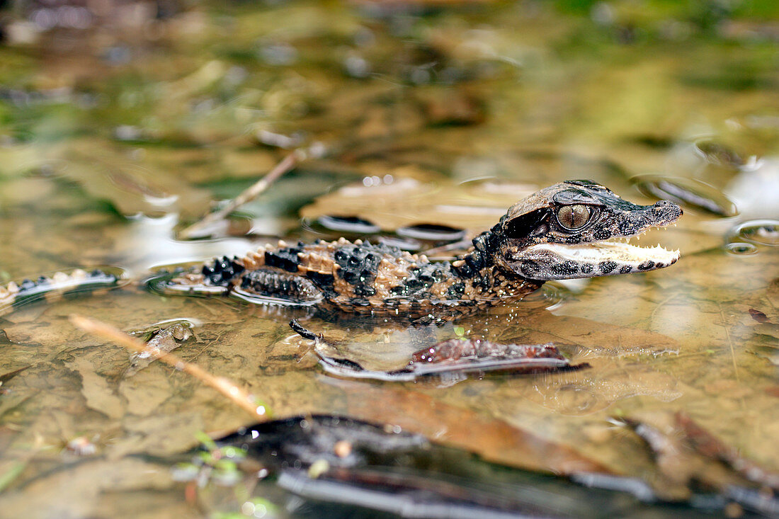 Smooth fronted caiman