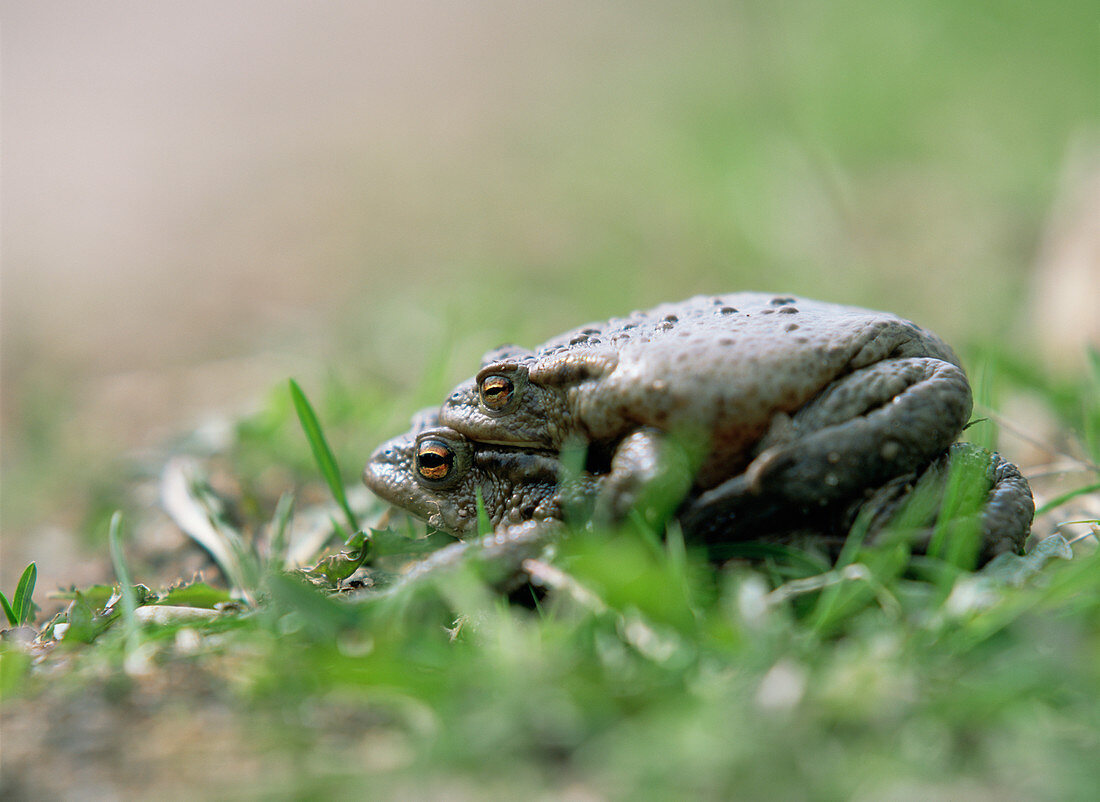 Common toads mating