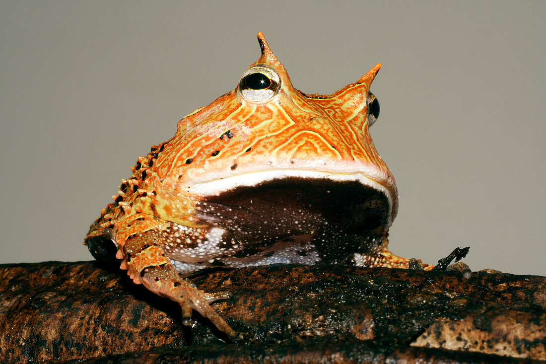 Amazonian horned frog