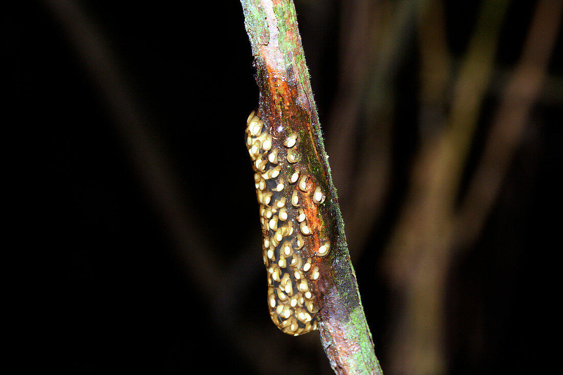 Frog eggs on a branch