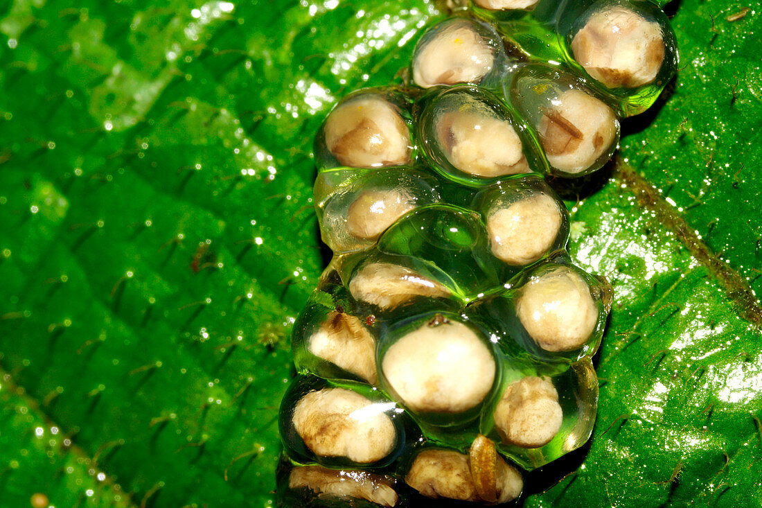 Frog eggs on a leaf