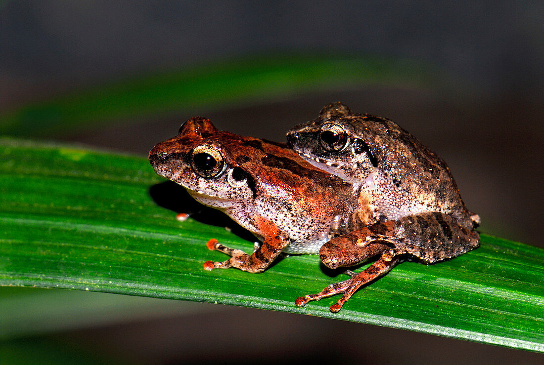 Bush frogs mating