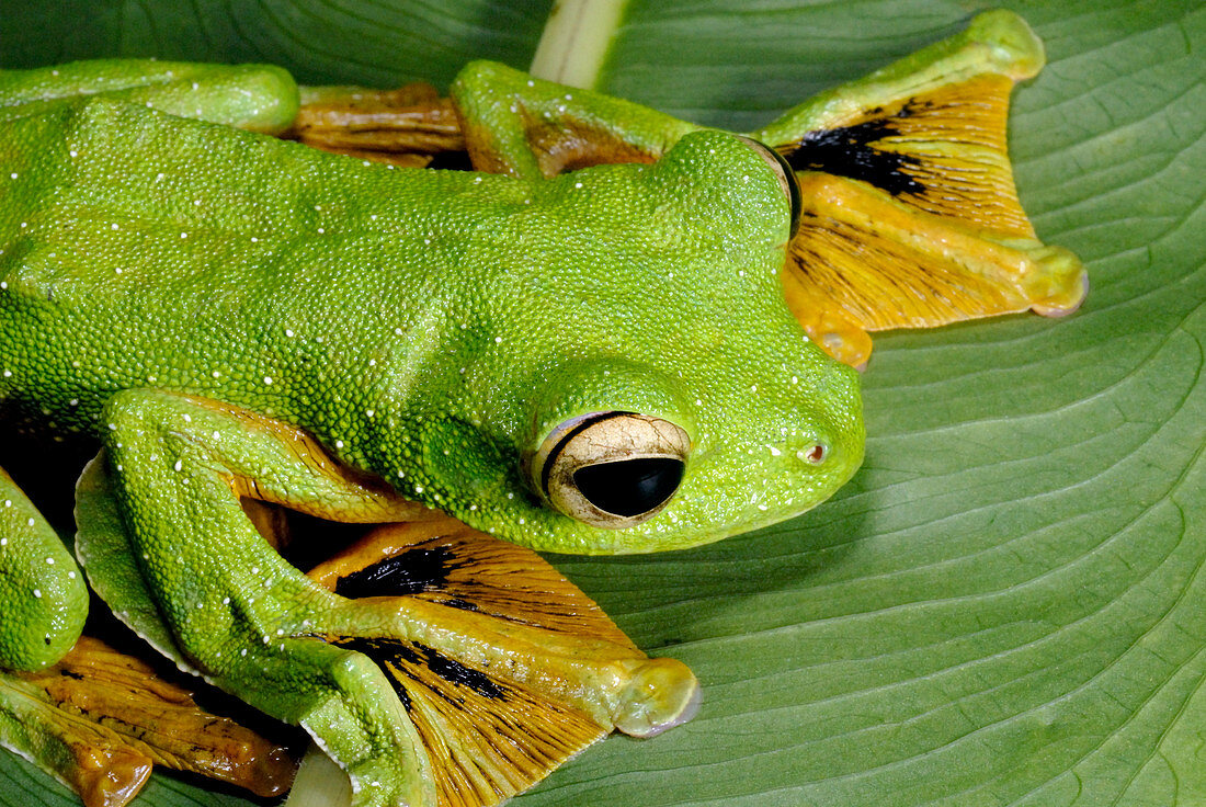 Wallace's flying frog