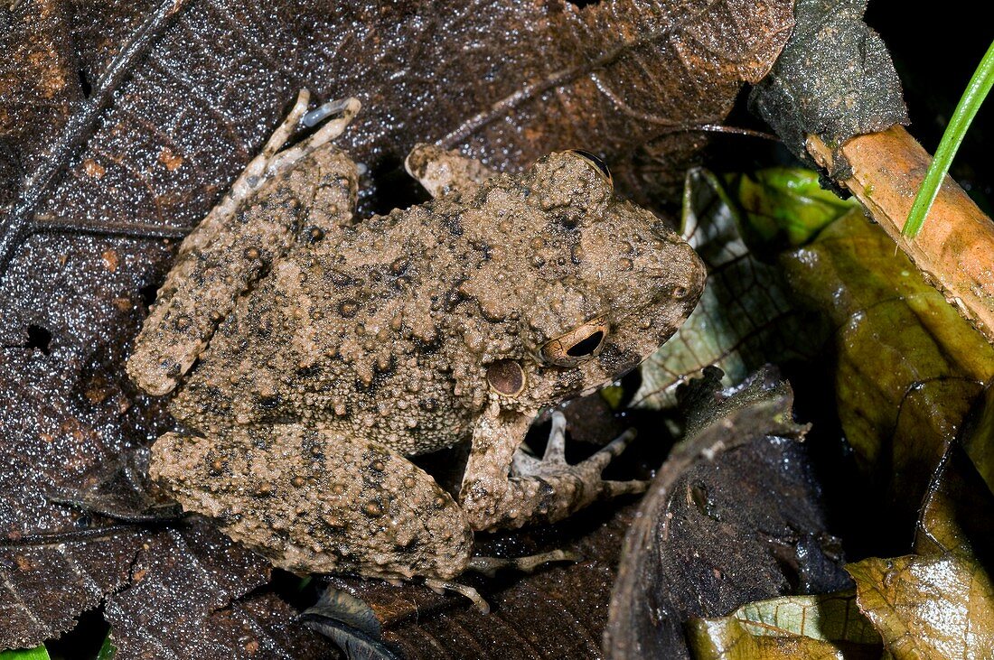 Common big-headed rain frog on a leaf