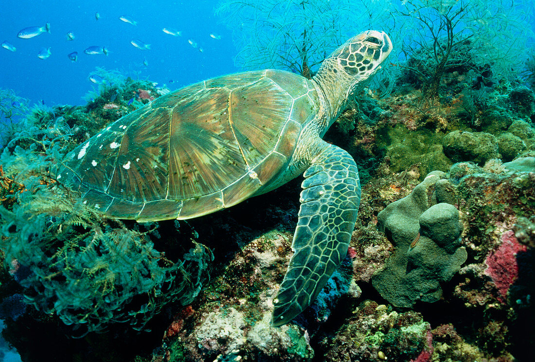 Green turtle