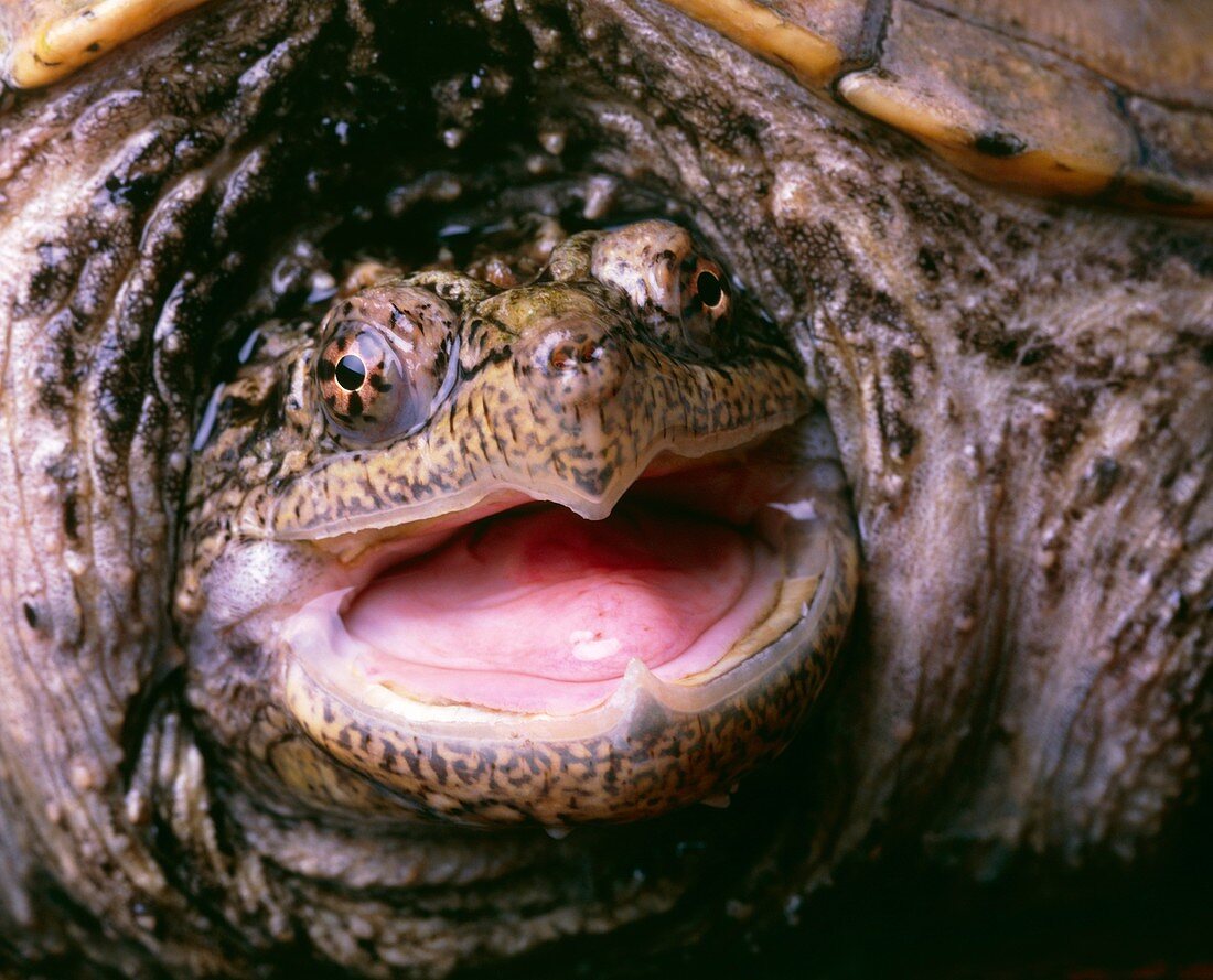 Snapping turtle