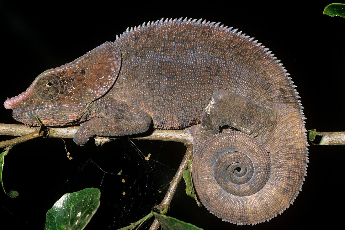 Chameleon (Calumma malthe)