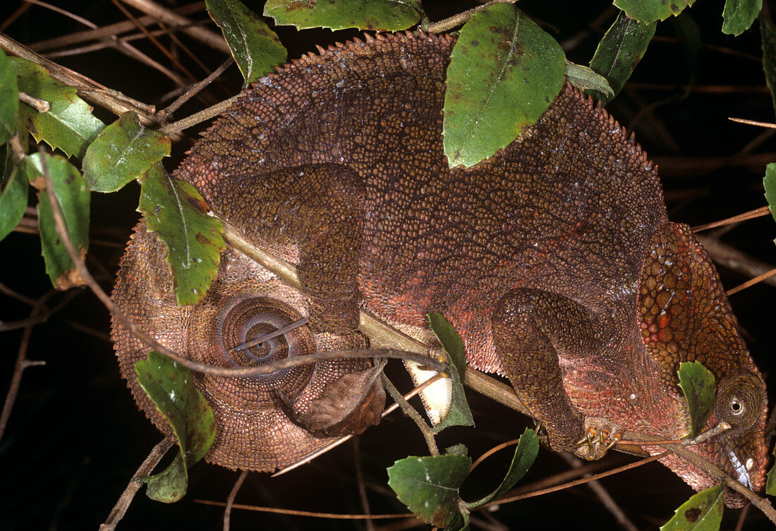 Juvenile chameleon
