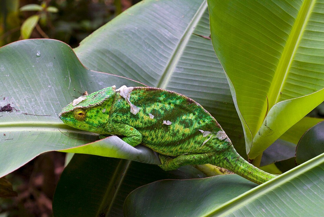 Panther chameleon on a leaf