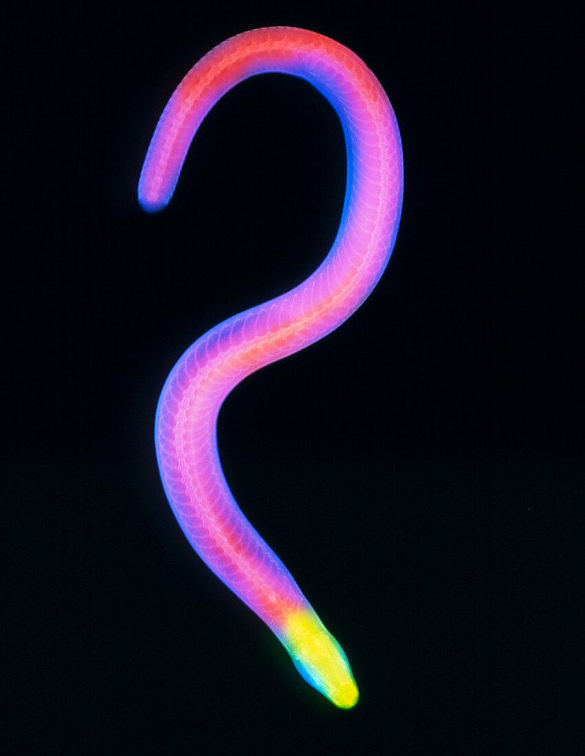 Col X-ray of the slow-worm lizard,Anguis fragilis
