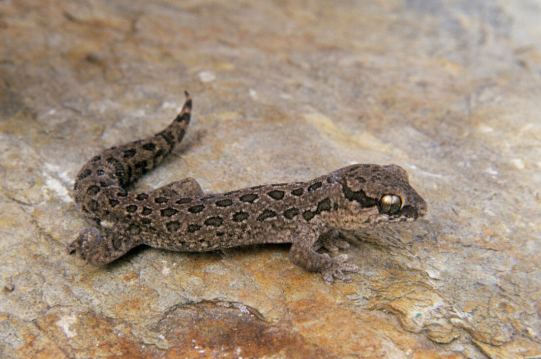 Ocellated gecko