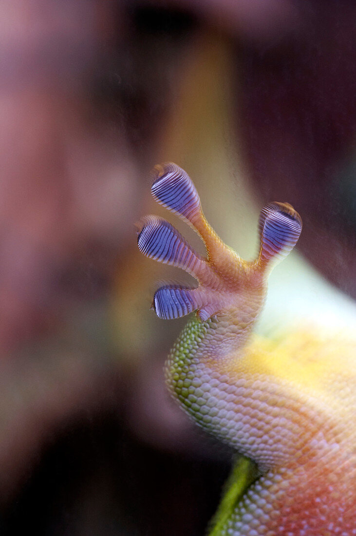 Madagascan gecko foot