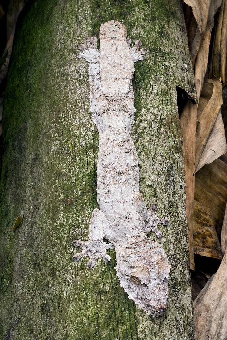 Mossy leaftail gecko on a tree