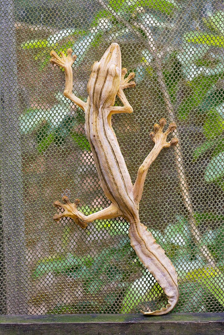 Lined leaftail gecko