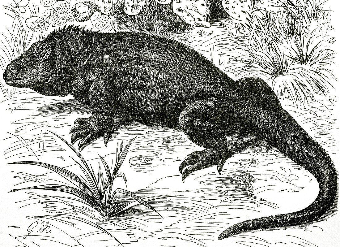 1896 engraving of Galapagos land iguana