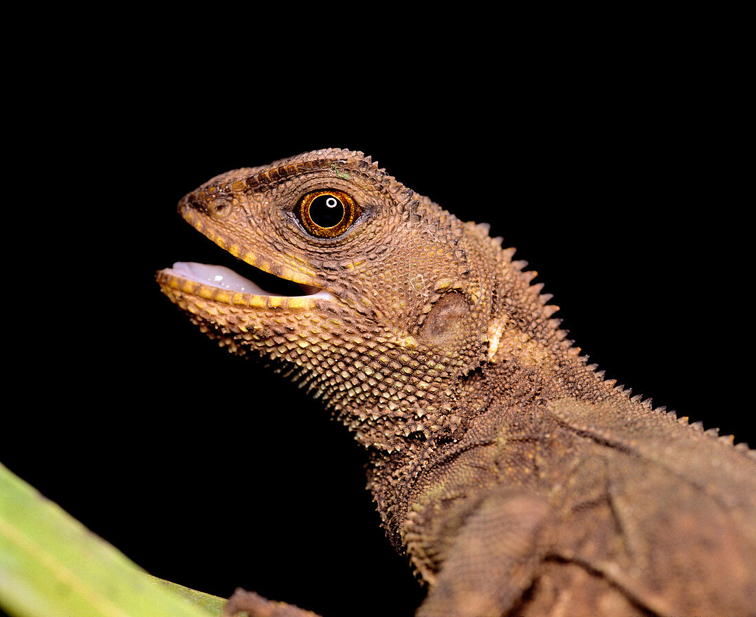 Head of unidentified species of iguanid lizard