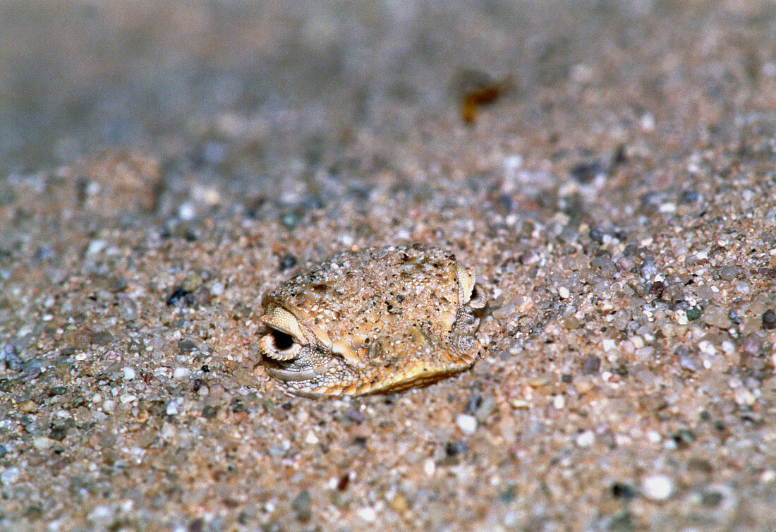 Fringe-toed lizard (Uma scoparia) buried in sand