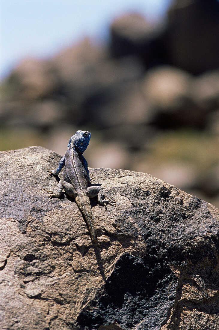 Southern rock agama