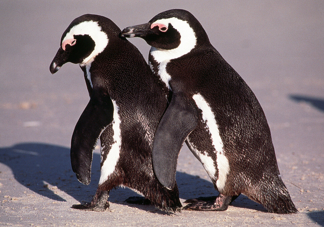 Black-footed penguins