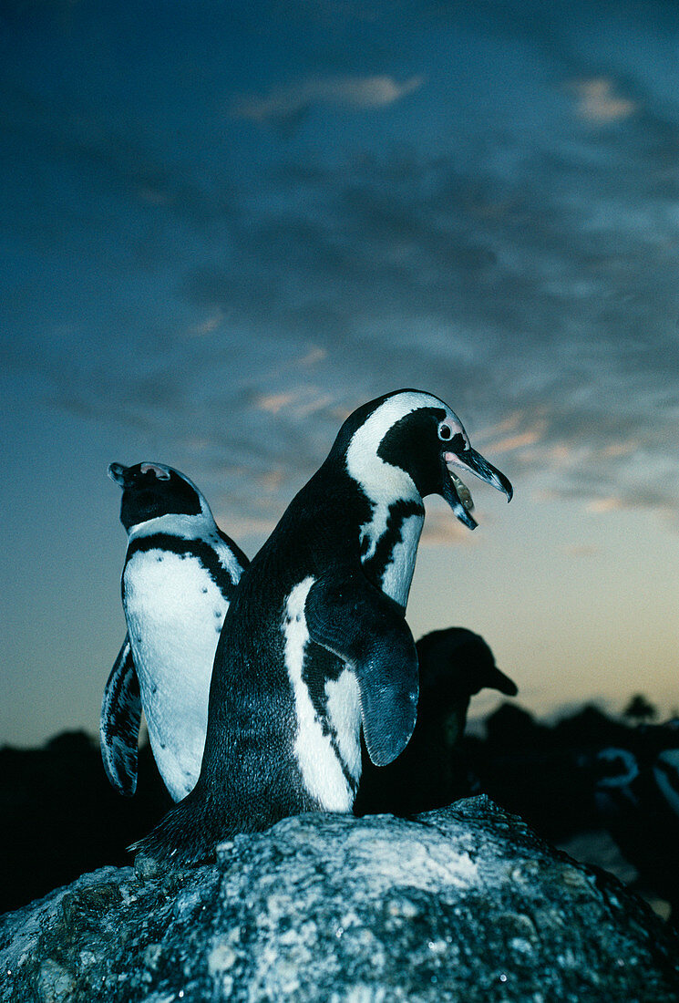Black-footed penguin braying at dawn
