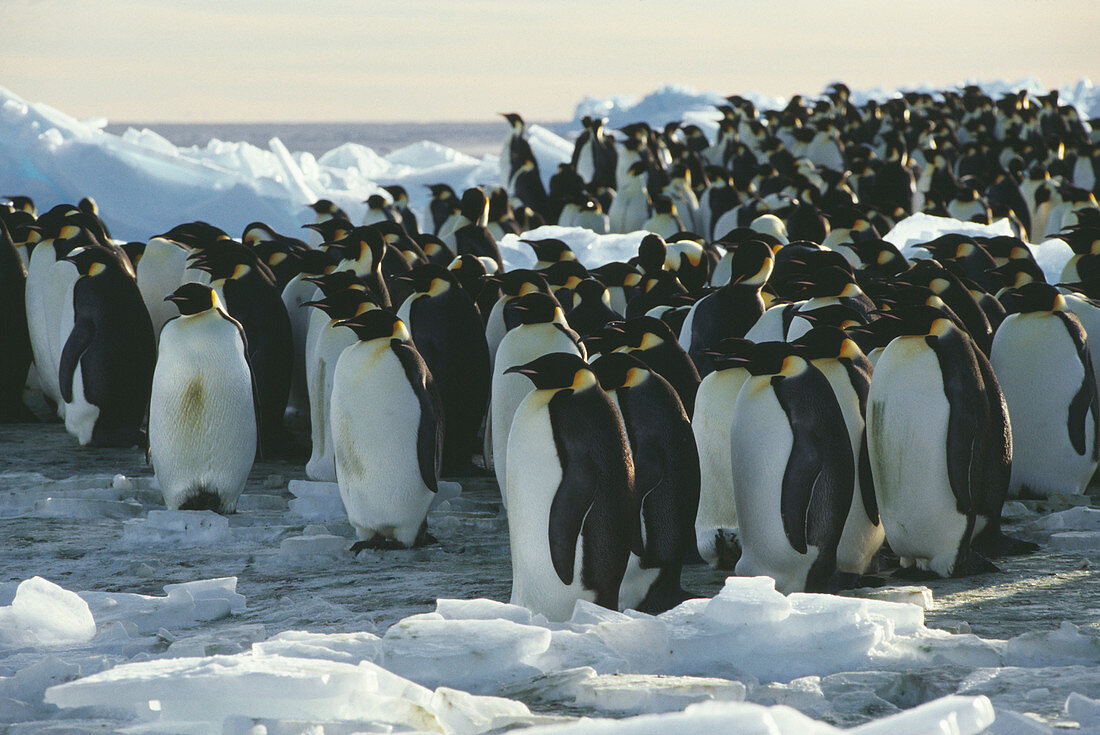 Emperor penguins