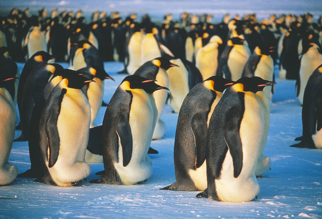 Emperor penguins incubating eggs