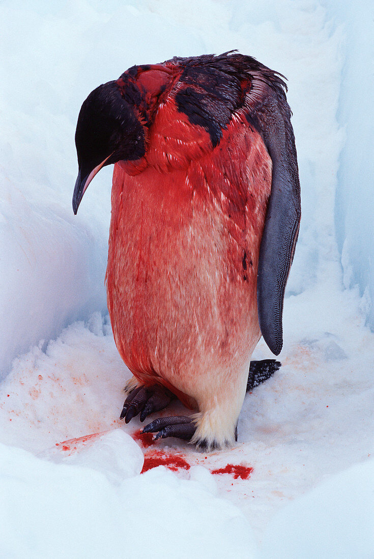 Injured emperor penguin