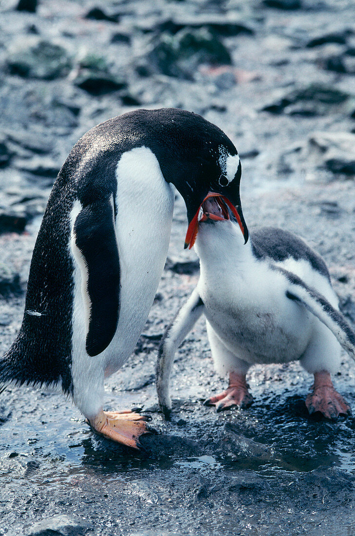Gentoo penguin feeding its chick