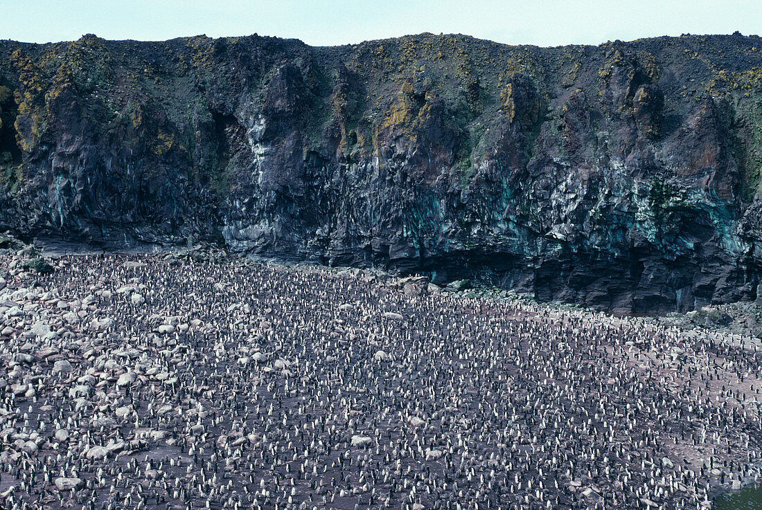 Chinstrap penguin colony