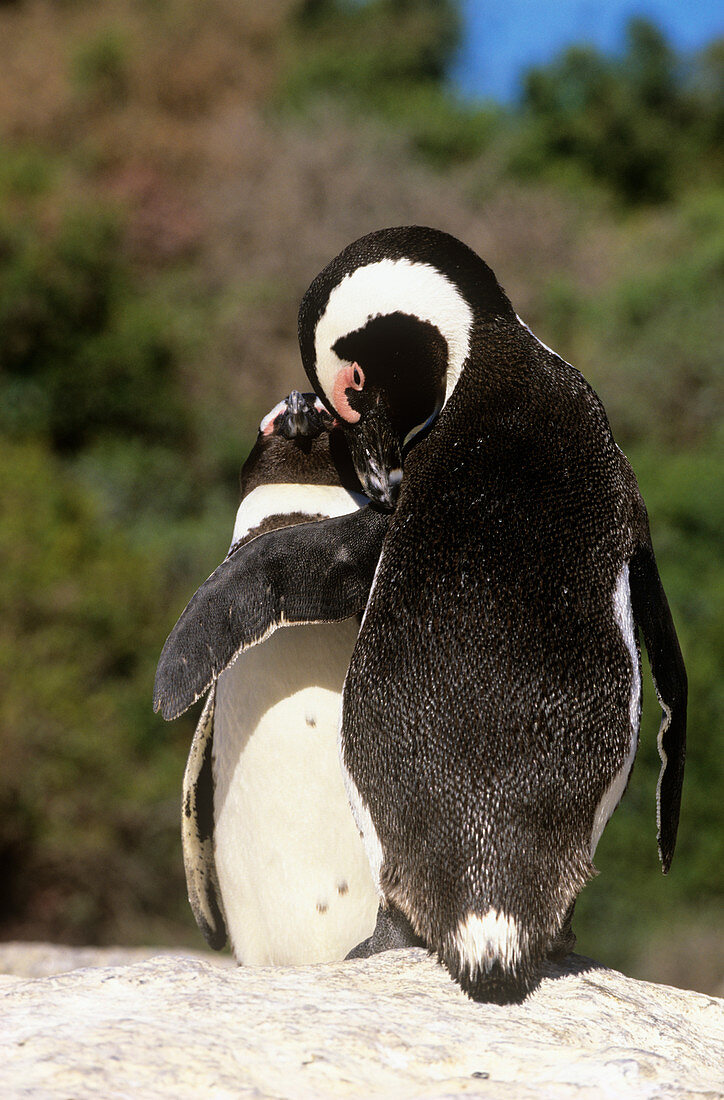 Black-footed penguins grooming