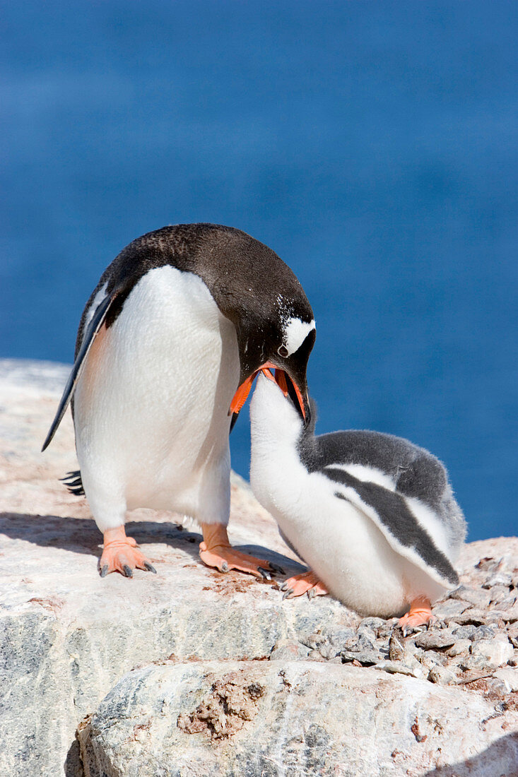 Gentoo penguin feeding its chick