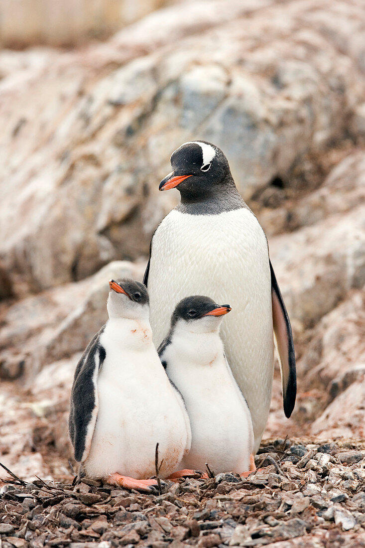 Gentoo penguin and chicks